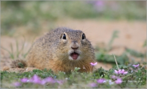 <p>SYSEL OBECNÝ (Spermophilus citellus) /European ground squirrel - Europäischer Ziesel/</p>